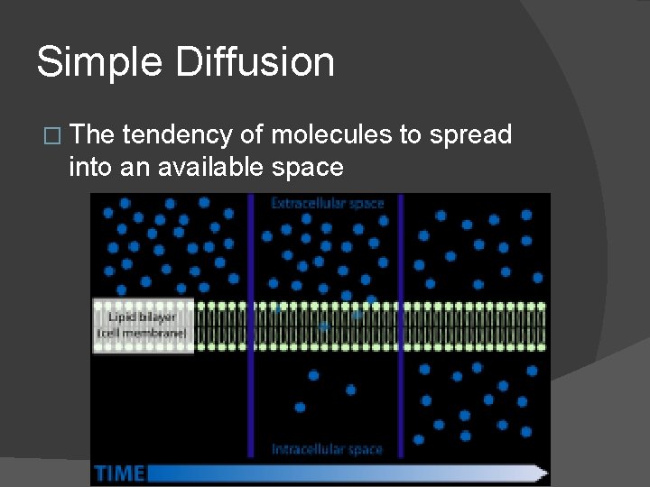 Simple Diffusion � The tendency of molecules to spread into an available space 