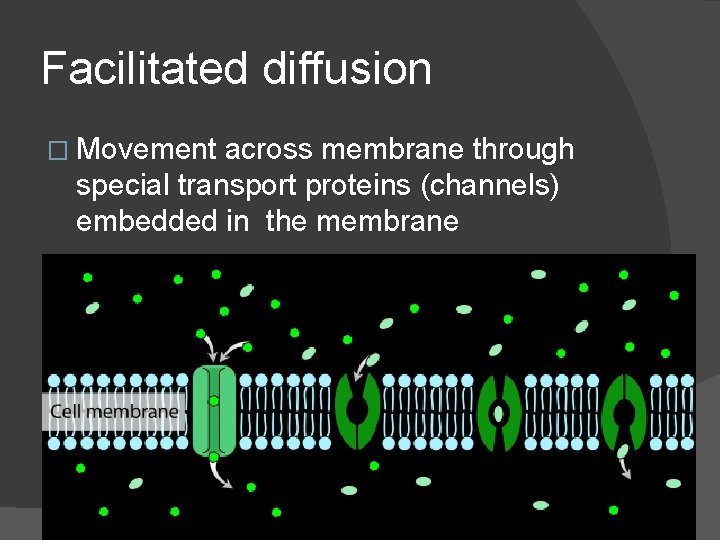 Facilitated diffusion � Movement across membrane through special transport proteins (channels) embedded in the