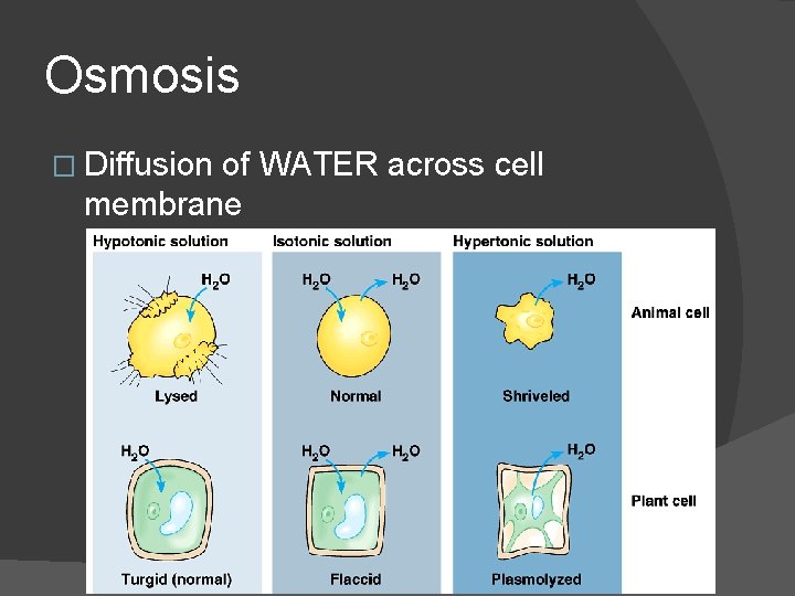 Osmosis � Diffusion of WATER across cell membrane 