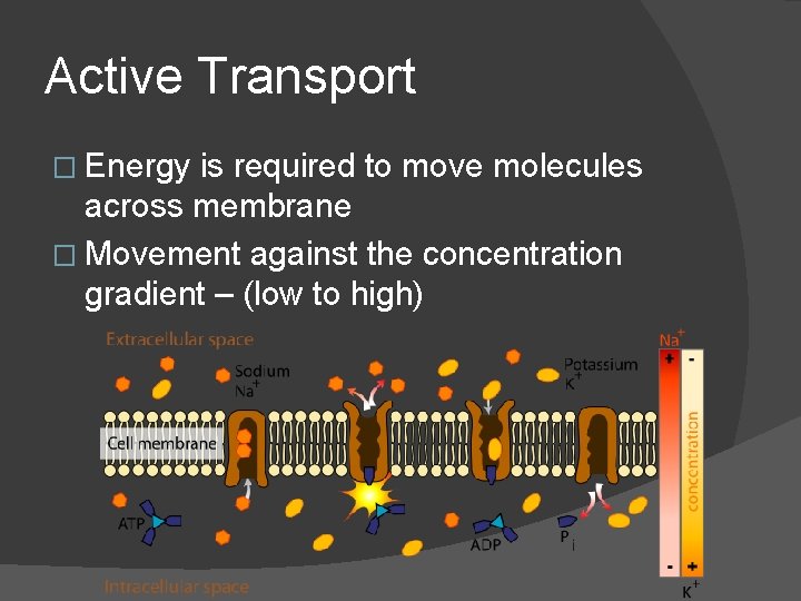 Active Transport � Energy is required to move molecules across membrane � Movement against