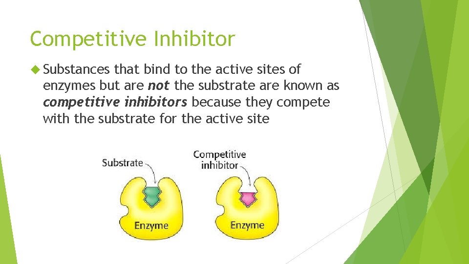 Competitive Inhibitor Substances that bind to the active sites of enzymes but are not