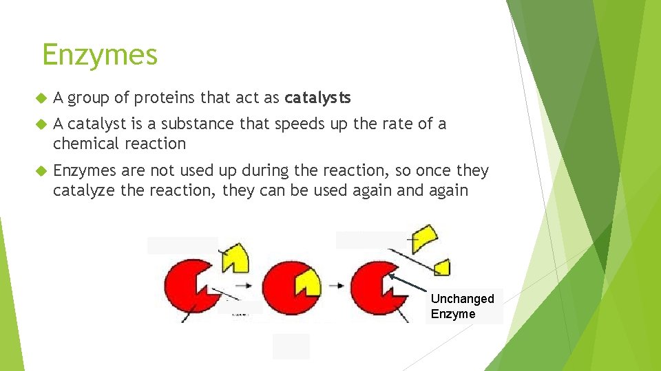 BIOMOLECULES Enzymes Chemical Reactions Process that changes one