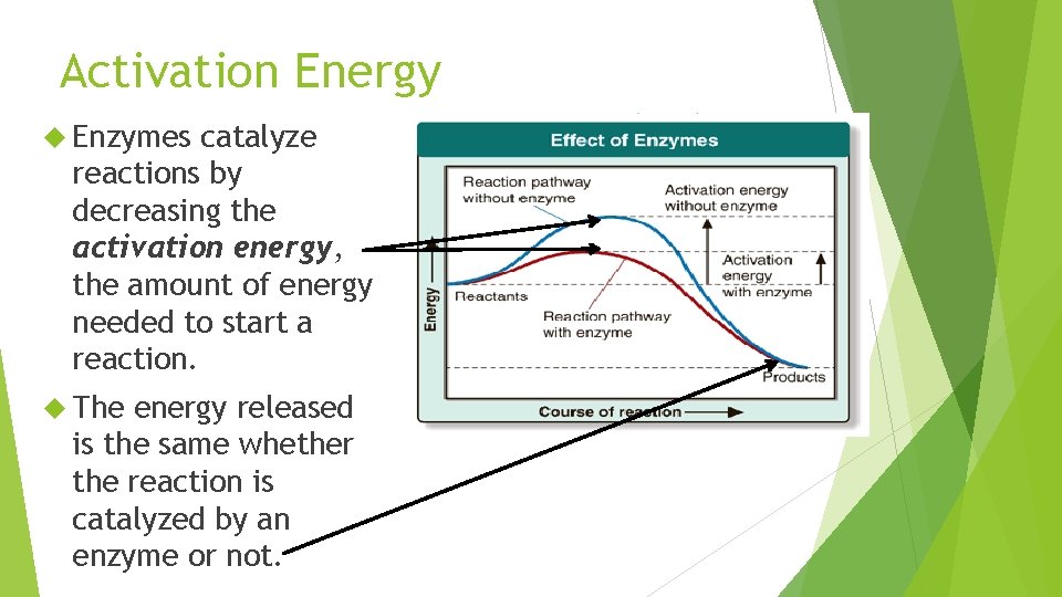 Activation Energy Enzymes catalyze reactions by decreasing the activation energy, the amount of energy