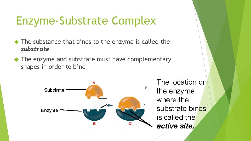 Enzyme-Substrate Complex The substance that binds to the enzyme is called the substrate The