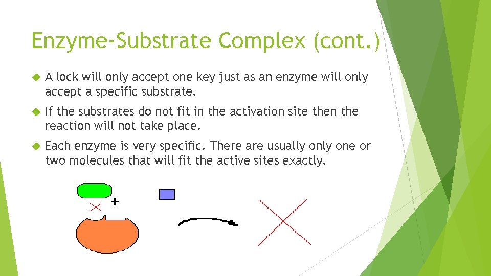 Enzyme-Substrate Complex (cont. ) A lock will only accept one key just as an