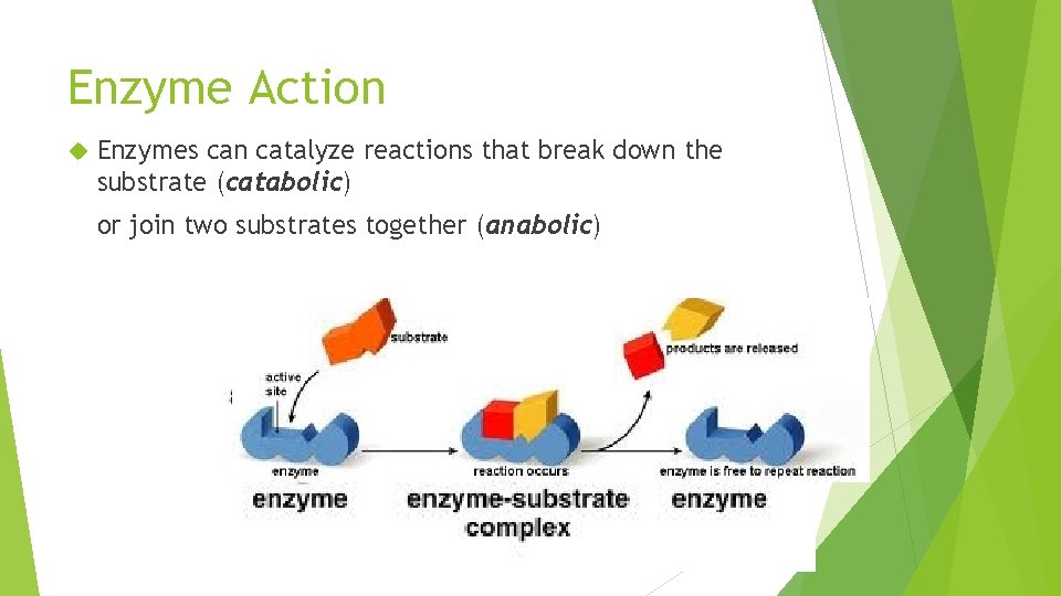 Enzyme Action Enzymes can catalyze reactions that break down the substrate (catabolic) or join