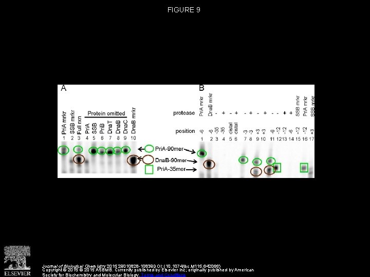 FIGURE 9 Journal of Biological Chemistry 2015 29010828 -10839 DOI: (10. 1074/jbc. M 115.