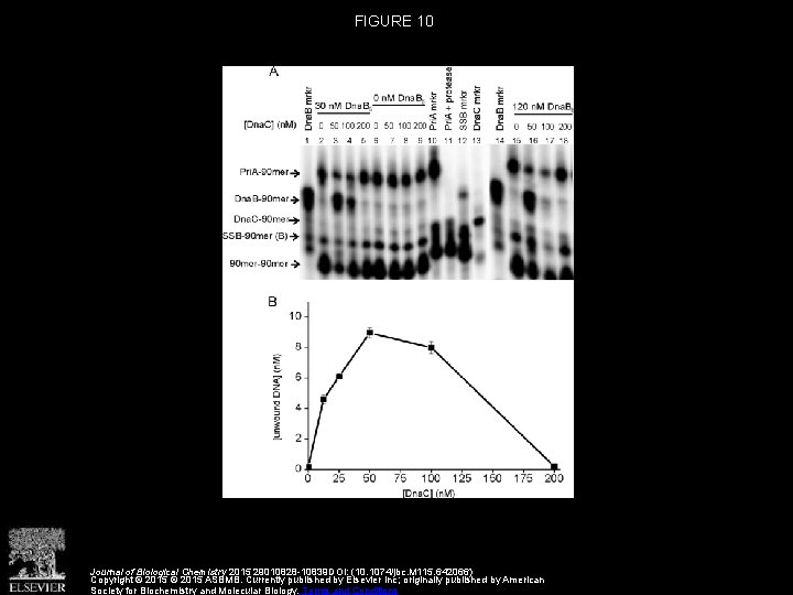 FIGURE 10 Journal of Biological Chemistry 2015 29010828 -10839 DOI: (10. 1074/jbc. M 115.