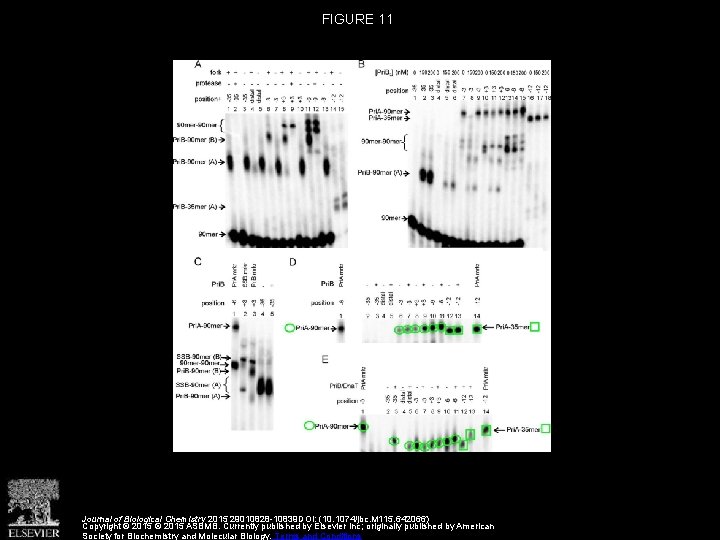 FIGURE 11 Journal of Biological Chemistry 2015 29010828 -10839 DOI: (10. 1074/jbc. M 115.