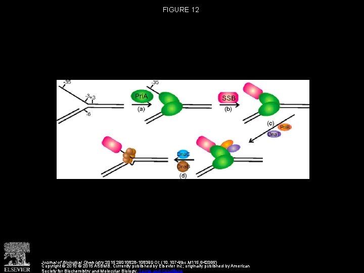FIGURE 12 Journal of Biological Chemistry 2015 29010828 -10839 DOI: (10. 1074/jbc. M 115.