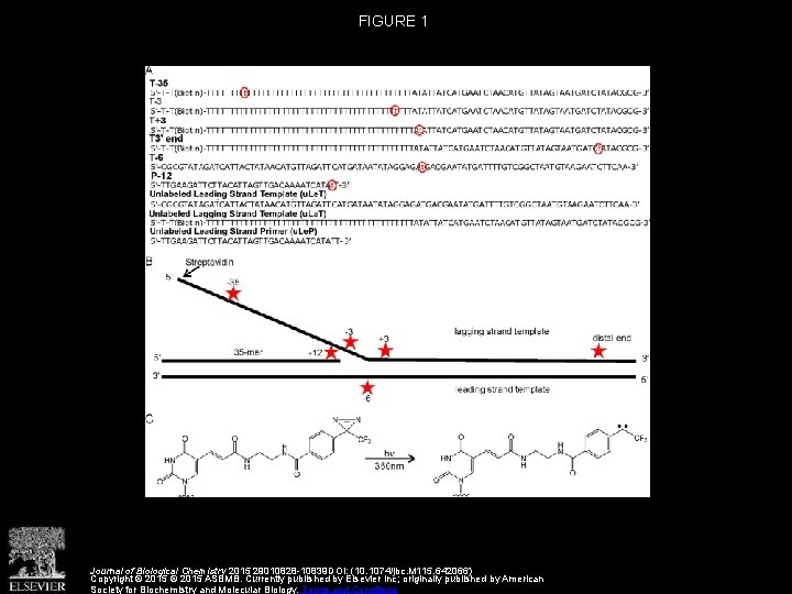 FIGURE 1 Journal of Biological Chemistry 2015 29010828 -10839 DOI: (10. 1074/jbc. M 115.