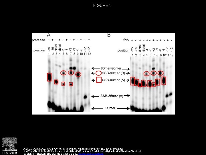 FIGURE 2 Journal of Biological Chemistry 2015 29010828 -10839 DOI: (10. 1074/jbc. M 115.