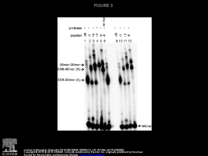 FIGURE 3 Journal of Biological Chemistry 2015 29010828 -10839 DOI: (10. 1074/jbc. M 115.