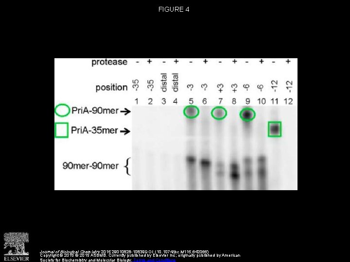 FIGURE 4 Journal of Biological Chemistry 2015 29010828 -10839 DOI: (10. 1074/jbc. M 115.
