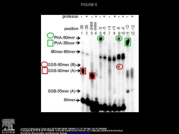 FIGURE 5 Journal of Biological Chemistry 2015 29010828 -10839 DOI: (10. 1074/jbc. M 115.