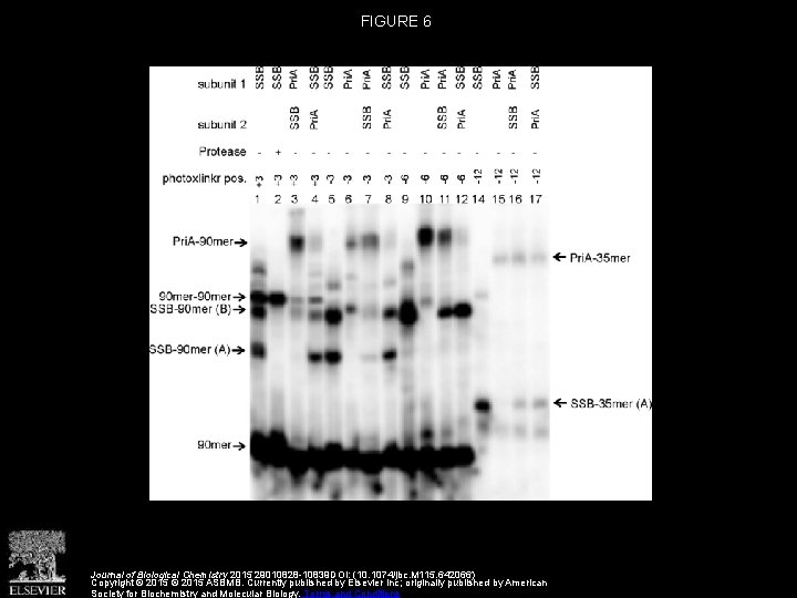 FIGURE 6 Journal of Biological Chemistry 2015 29010828 -10839 DOI: (10. 1074/jbc. M 115.
