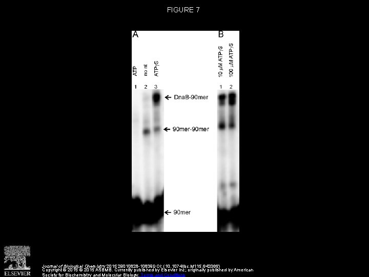 FIGURE 7 Journal of Biological Chemistry 2015 29010828 -10839 DOI: (10. 1074/jbc. M 115.