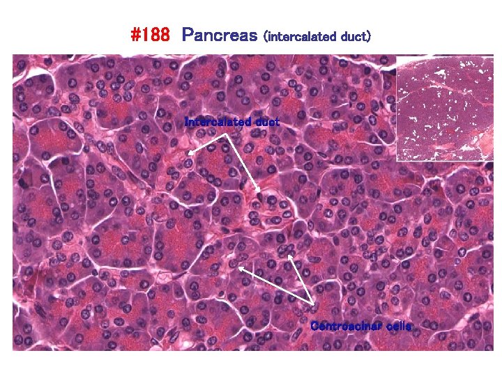 #188 Pancreas (intercalated duct) Intercalated duct Centroacinar cells 