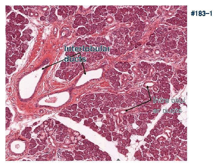 #183 -1 Interlobular ducts Intralobul ar ducts 