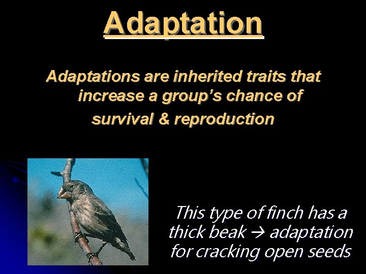 Adaptations are inherited traits that increase a group’s chance of survival & reproduction This