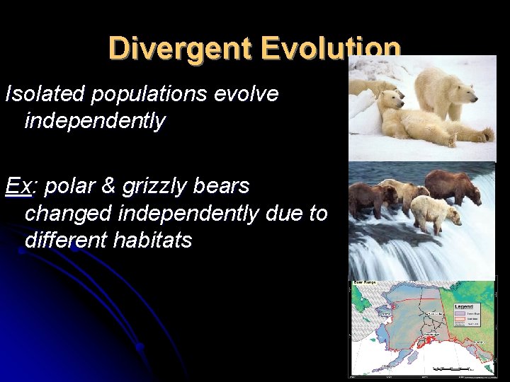 Divergent Evolution Isolated populations evolve independently Ex: polar & grizzly bears changed independently due
