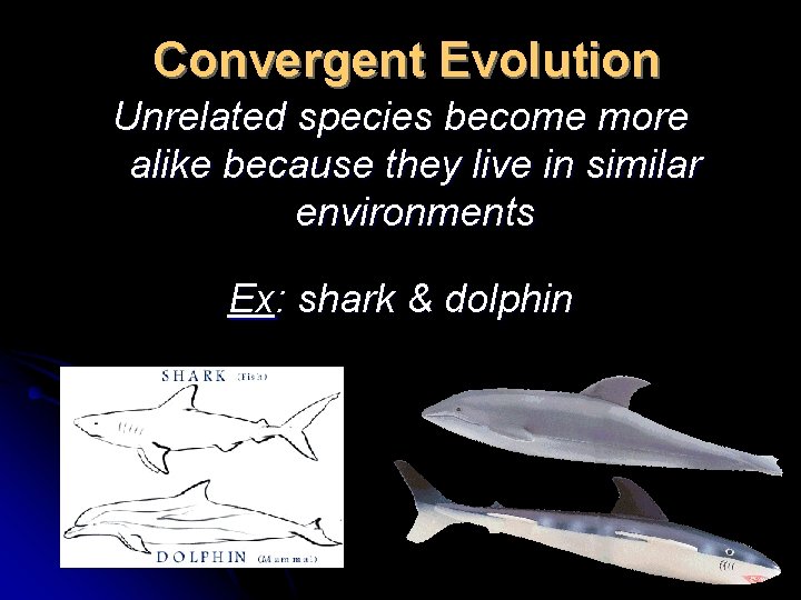 Convergent Evolution Unrelated species become more alike because they live in similar environments Ex: