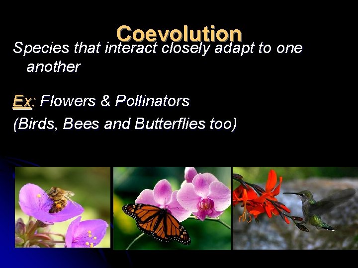 Coevolution Species that interact closely adapt to one another Ex: Flowers & Pollinators (Birds,
