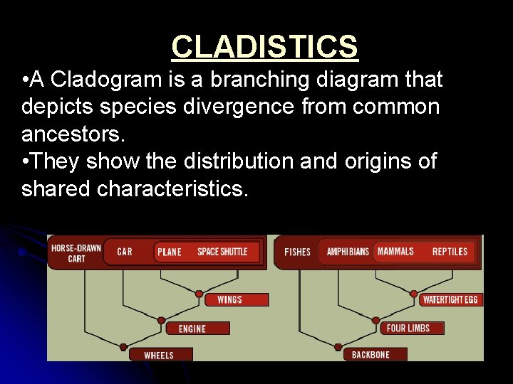 CLADISTICS • A Cladogram is a branching diagram that depicts species divergence from common