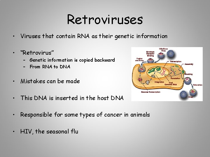Retroviruses • Viruses that contain RNA as their genetic information • “Retrovirus” – Genetic
