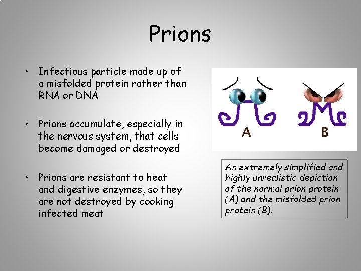 Prions • Infectious particle made up of a misfolded protein rather than RNA or