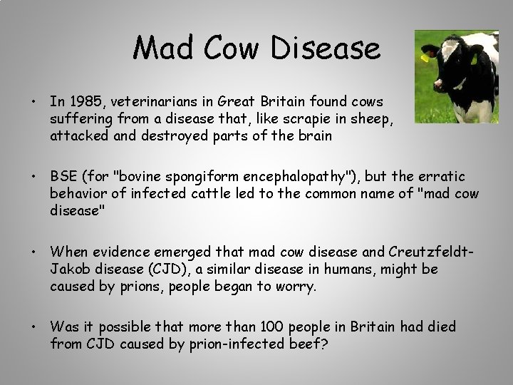 Mad Cow Disease • In 1985, veterinarians in Great Britain found cows suffering from