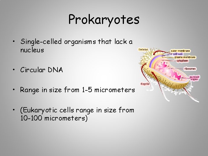 Prokaryotes • Single-celled organisms that lack a nucleus • Circular DNA • Range in