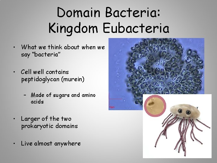 Domain Bacteria: Kingdom Eubacteria • What we think about when we say “bacteria” •