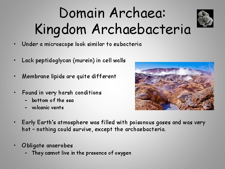 Domain Archaea: Kingdom Archaebacteria • Under a microscope look similar to eubacteria • Lack
