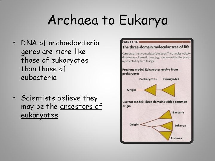 Archaea to Eukarya • DNA of archaebacteria genes are more like those of eukaryotes