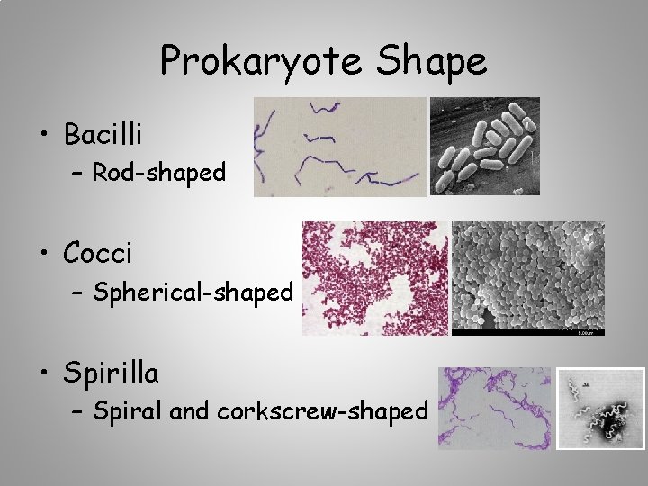 Prokaryote Shape • Bacilli – Rod-shaped • Cocci – Spherical-shaped • Spirilla – Spiral