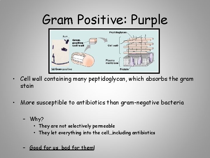 Gram Positive: Purple • Cell wall containing many peptidoglycan, which absorbs the gram stain
