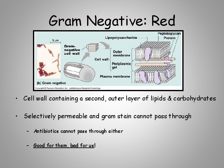 Gram Negative: Red • Cell wall containing a second, outer layer of lipids &