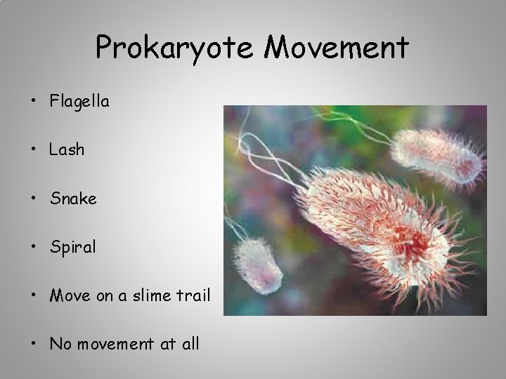 Prokaryote Movement • Flagella • Lash • Snake • Spiral • Move on a