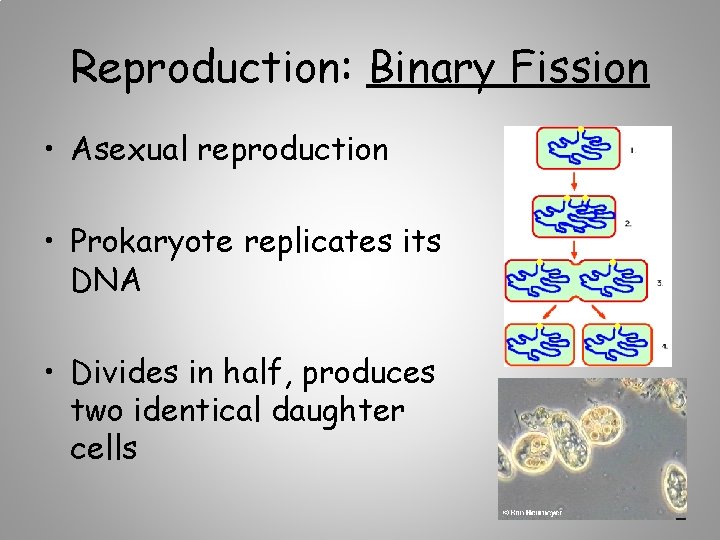 Reproduction: Binary Fission • Asexual reproduction • Prokaryote replicates its DNA • Divides in