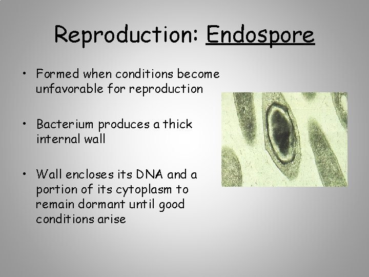 Reproduction: Endospore • Formed when conditions become unfavorable for reproduction • Bacterium produces a