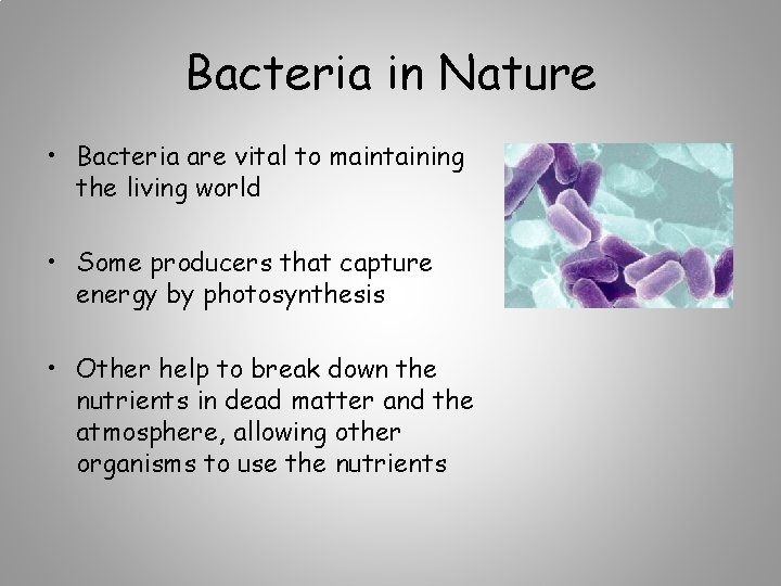 Bacteria in Nature • Bacteria are vital to maintaining the living world • Some