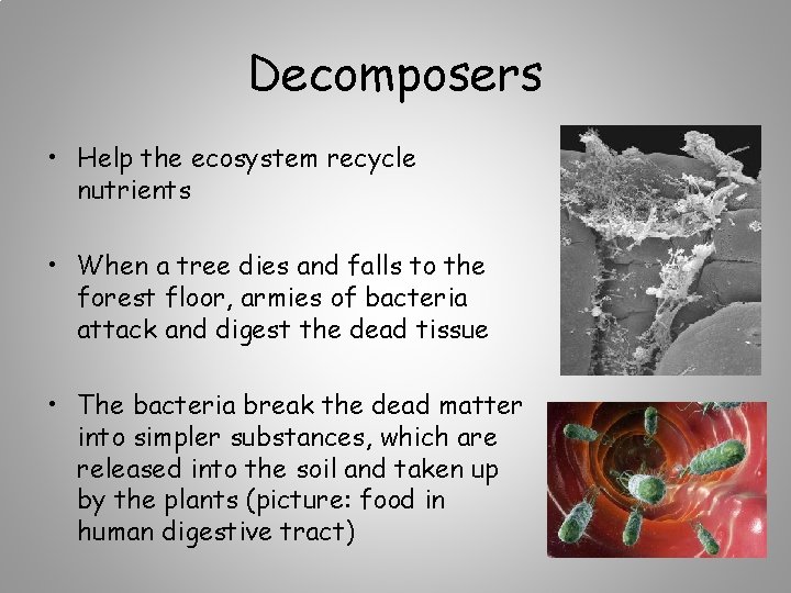 Decomposers • Help the ecosystem recycle nutrients • When a tree dies and falls