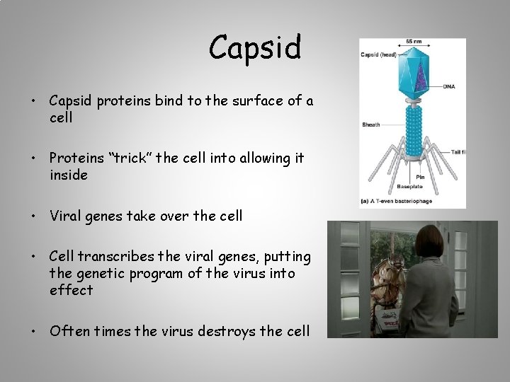 Capsid • Capsid proteins bind to the surface of a cell • Proteins “trick”