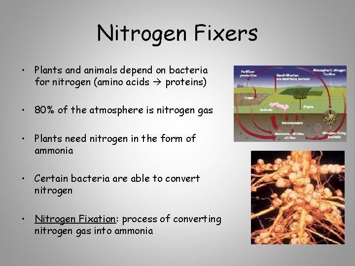 Nitrogen Fixers • Plants and animals depend on bacteria for nitrogen (amino acids proteins)