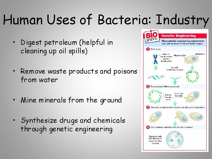 Human Uses of Bacteria: Industry • Digest petroleum (helpful in cleaning up oil spills)