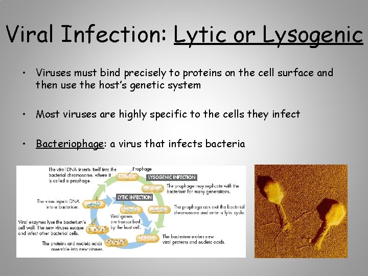 Viral Infection: Lytic or Lysogenic • Viruses must bind precisely to proteins on the