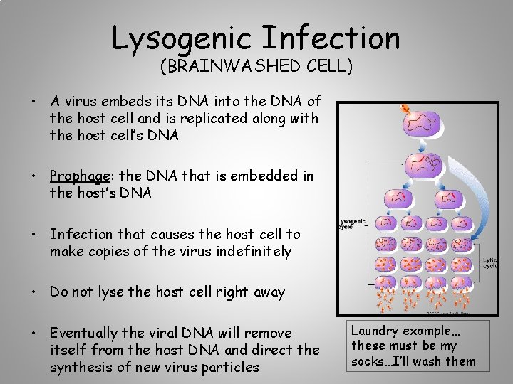 Lysogenic Infection (BRAINWASHED CELL) • A virus embeds its DNA into the DNA of