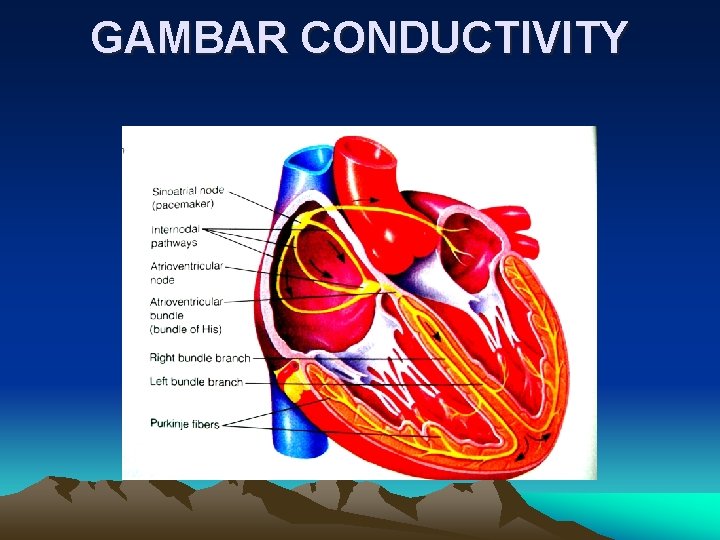 ANATOMI FISIOLOGI JANTUNG BAGIANBAGIAN SISTEM JANTUNG LETAK JANTUNG