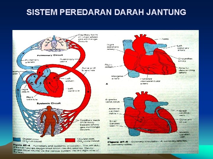 SISTEM PEREDARAN DARAH JANTUNG 
